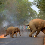 Mob throwing fire at elephant. Copyright Biplab Hazra