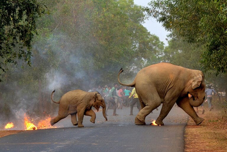 Mob throwing fire at elephant. © Biplab Hazra