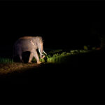 A large tusker being chased, Arabari