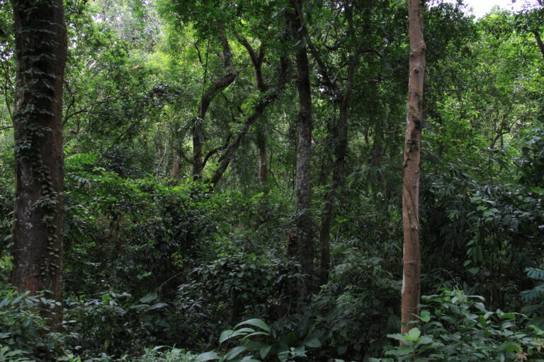 A Soundscape from Hill Forests of Bangladesh