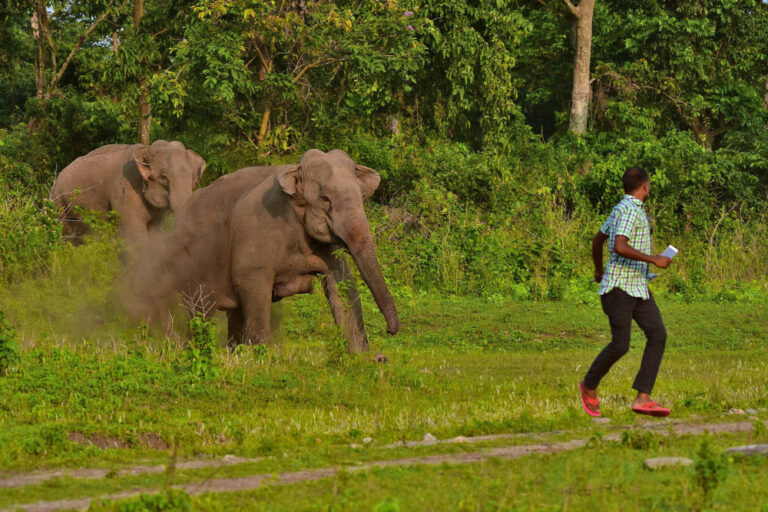 The Elephant Conflict Story from the Terai Region, West Bengal