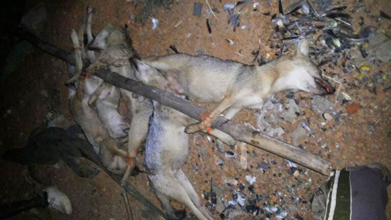 Golden Jackals killed by hunters at Panskura