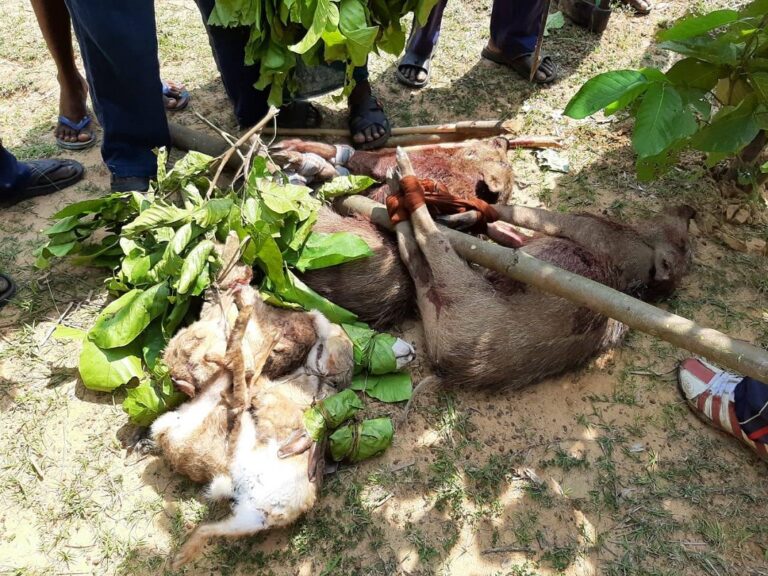 Poached Wild Boar, Indian Hare and Jungle Cat 