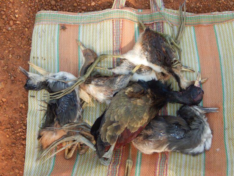 Poached waterbirds from Khirai, Howrah, Faloharini Kali pujo hunt