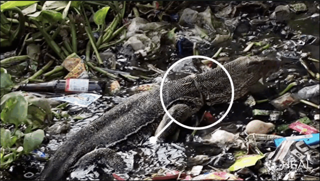 Bengal Monitor Lizard saved from choking on a plastic rope - Human ...