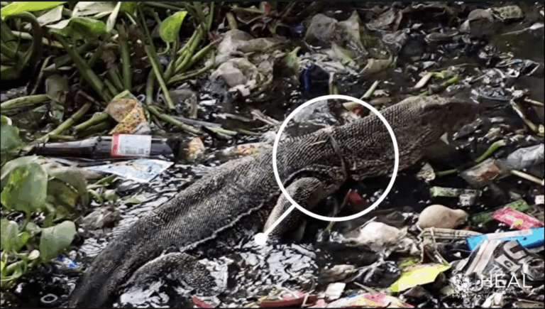Bengal Monitor Lizard