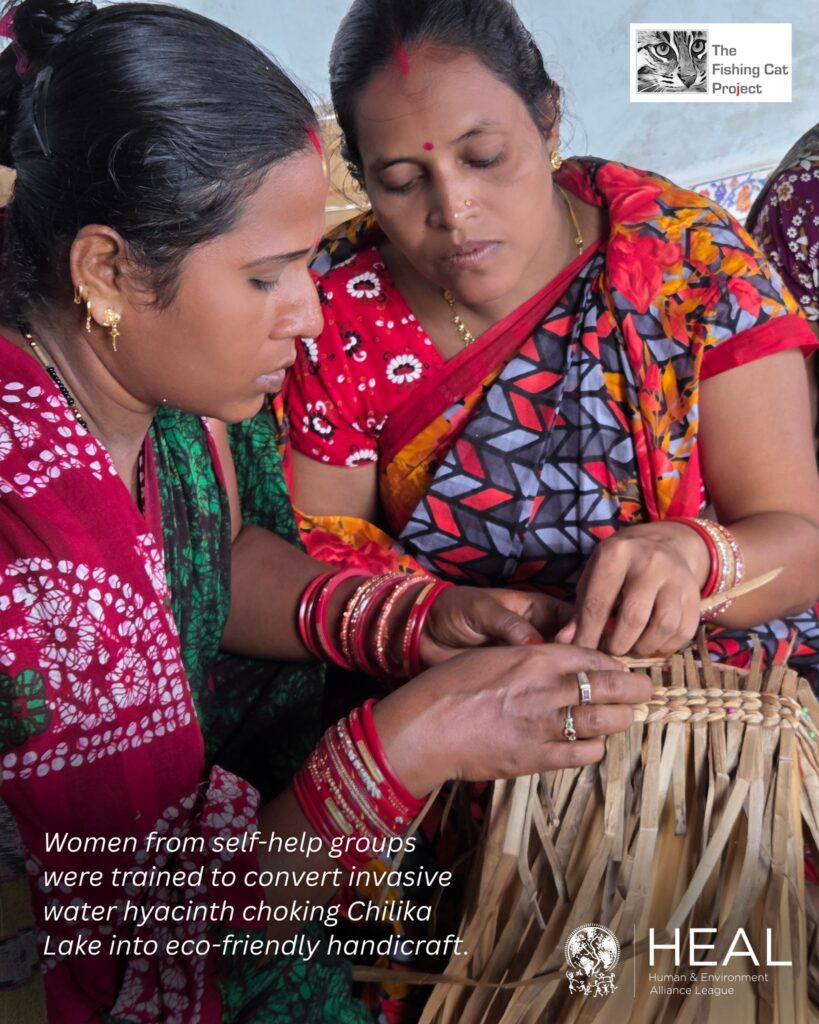 HEAL along with The Fishing Cat Project has been training self-help group women around Chilika Lake to make water hyacinth products