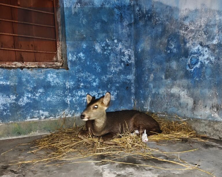 Hog Deer Cooch Behar Rescue