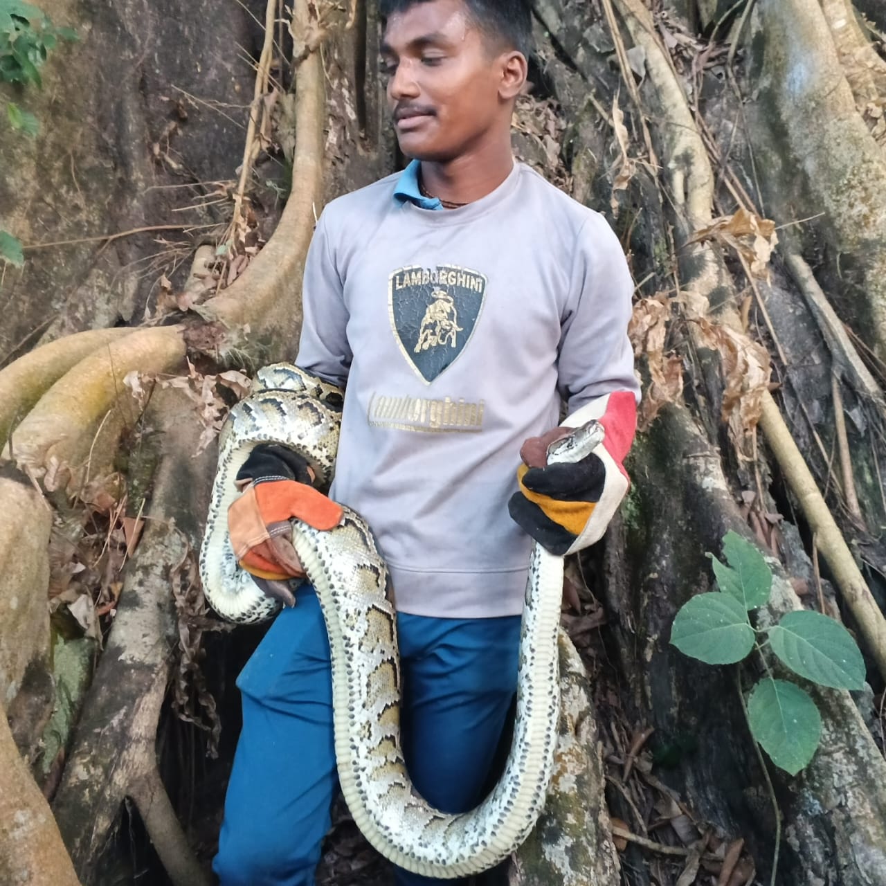 Python Da Birmania Burmese Python Safely Rescued in Cooch Behar From a Tree - Human ...