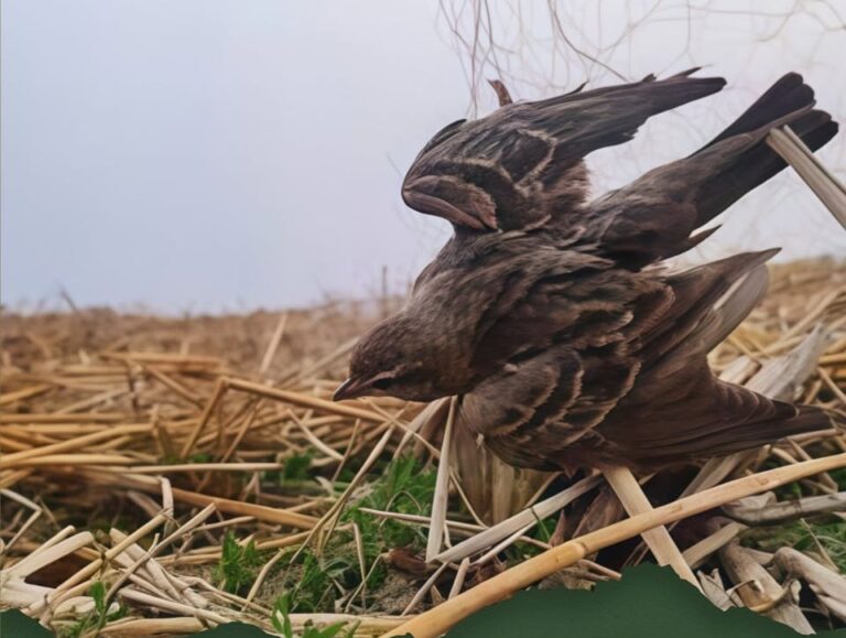 migratory bird poaching in central west bengal