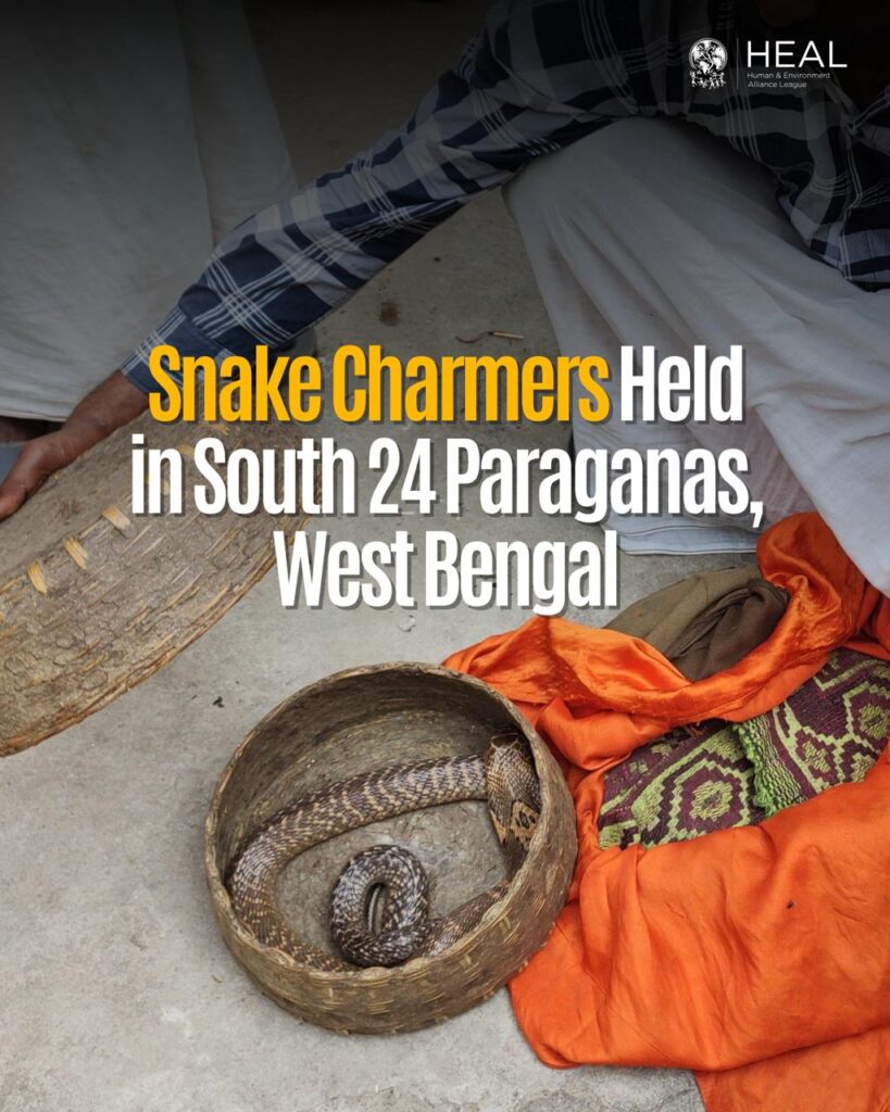 snake charmer held in west bengal HEAL