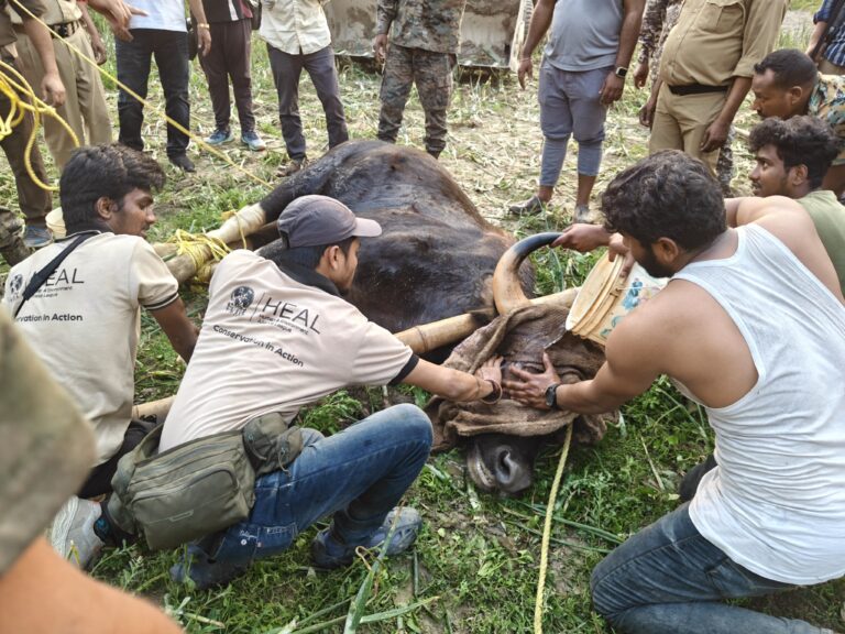 Wild Gaur Rescue Cooch Behar HEAL