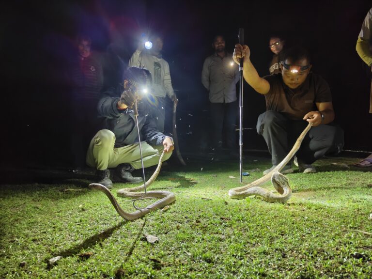 spectacled cobra rescue by HEAL
