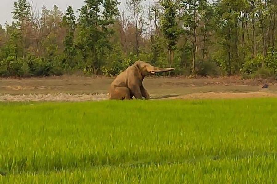 Elephant paddy