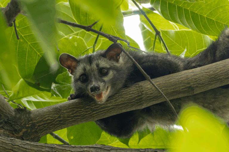Asian Palm Civets Rescued by HEAL