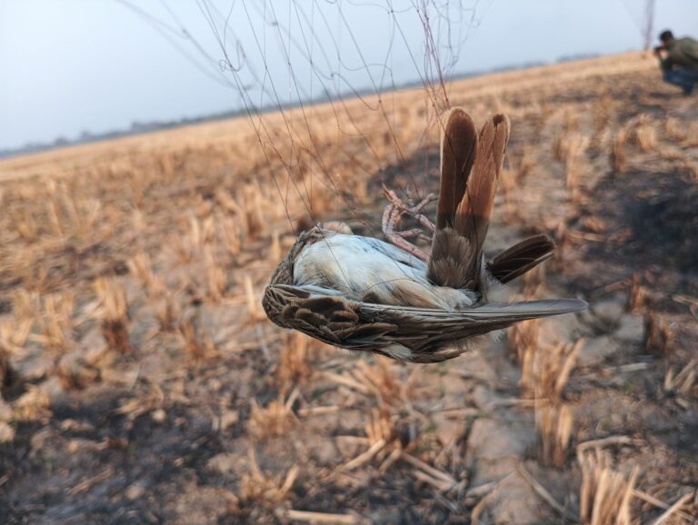 migratory bird poaching 2026 heal