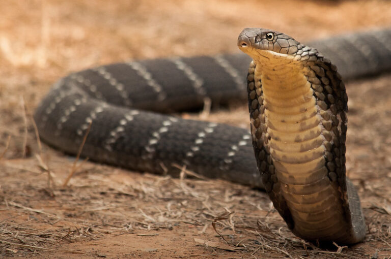 king cobra