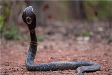 monocled cobra