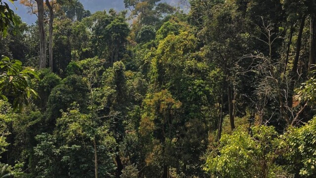 Sangu-Matamuhuri Reserve Forest