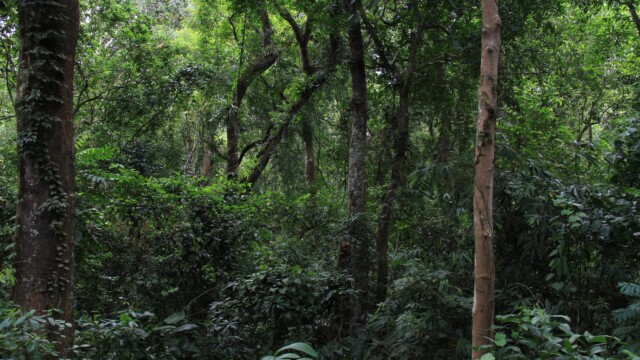 Lawachara National Park