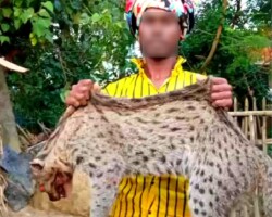Arrest of Fishing Cat poachers from Malda