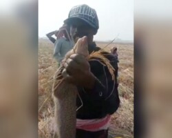 Arrest of Mongoose poachers from Jhanjra village in old Malda