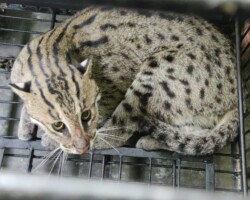 Fishing Cat Rescued and Released in Murshidabad