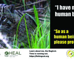 Fishing Cats Across Kolkata City’s Digital Hoardings