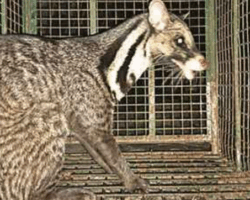 Large Indian civet rescued from garage in Cooch Behar