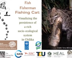 Tiasa Adhya Delivers a Talk on Fishing Cat Conservation at the GTF-UNDP World Wetland Day Webinar
