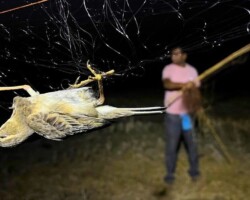 HEAL's Intervention Saves Thousands of Migratory Larks from Falling Prey to Bird Poachers